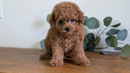 CAVAPOO (JUN 25) MALE