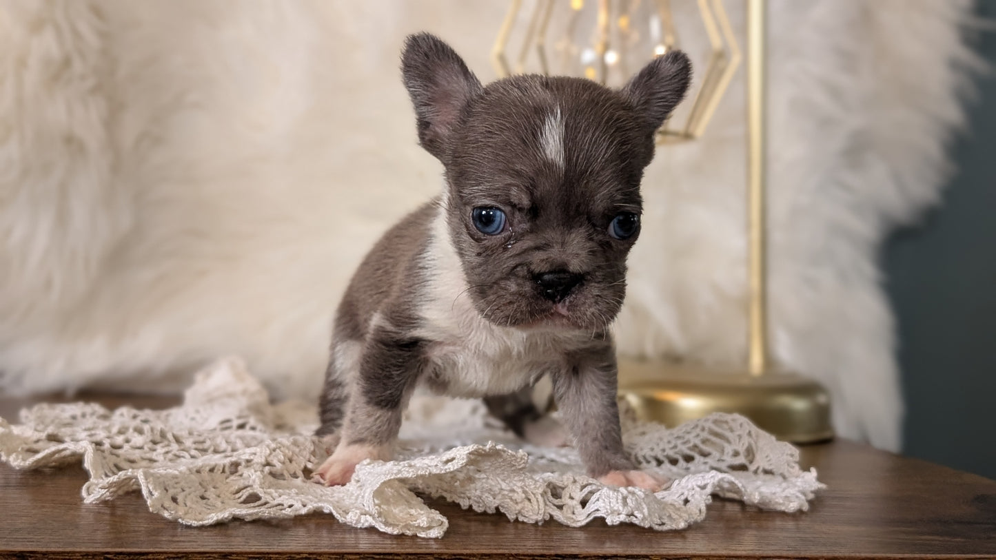 FRENCH BULLDOG (FEB 14) FEMALE