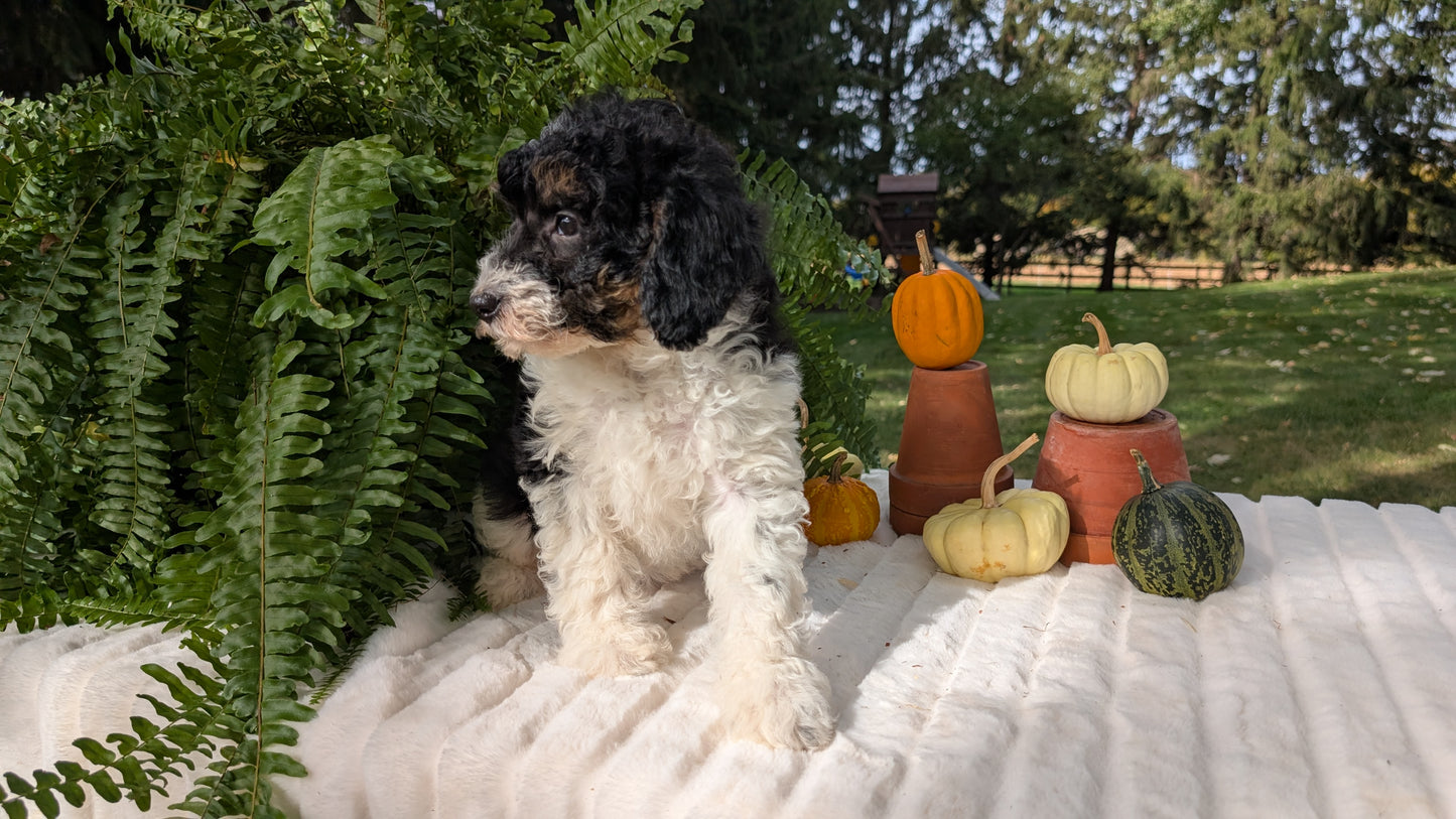 MINI BERNEDOODLE (08/06) FEMALE