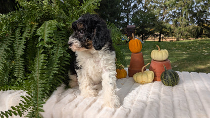 MINI BERNEDOODLE (08/06) FEMALE
