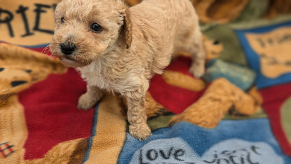 MINI POODLE (09/27) FEMALE