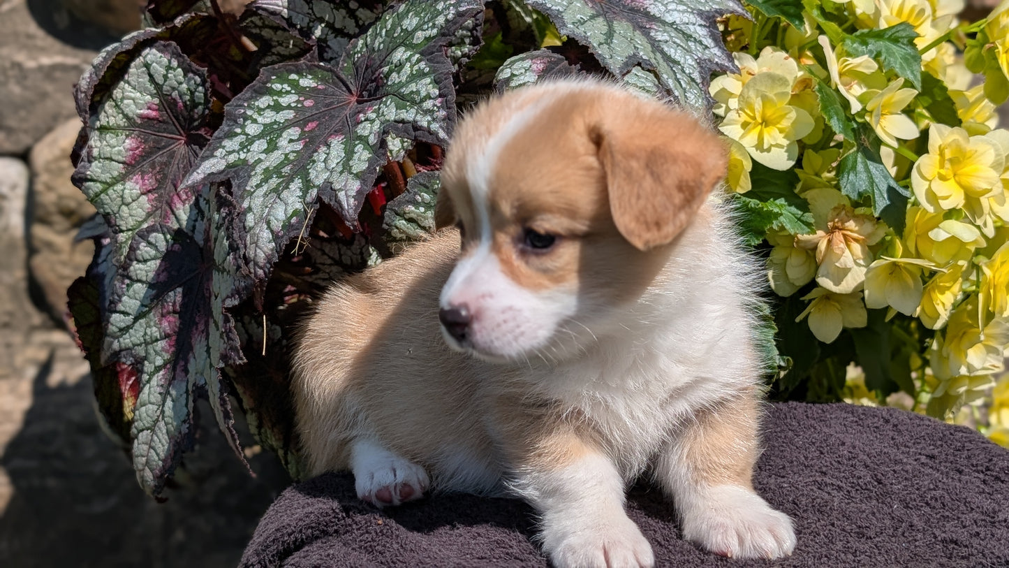 CORGI (JUL 13) 2 FEMALES/3 MALES