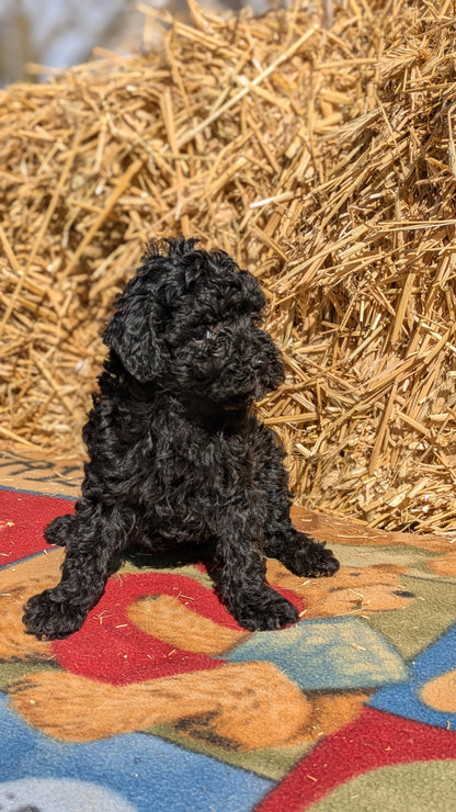 TOY POODLE (02/01) FEMALE