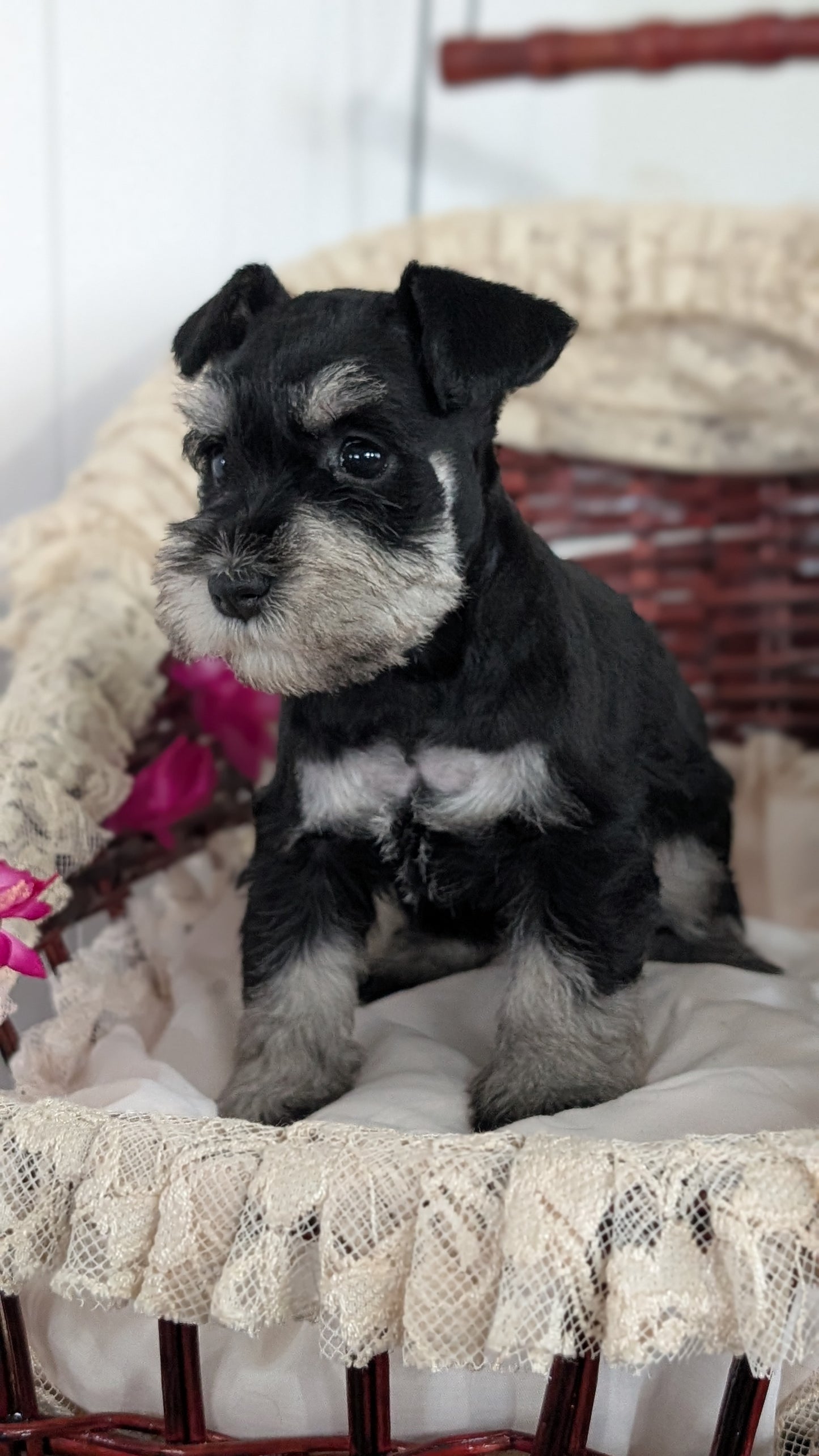 MINI SCHNAUZER (JAN 10) FEMALES