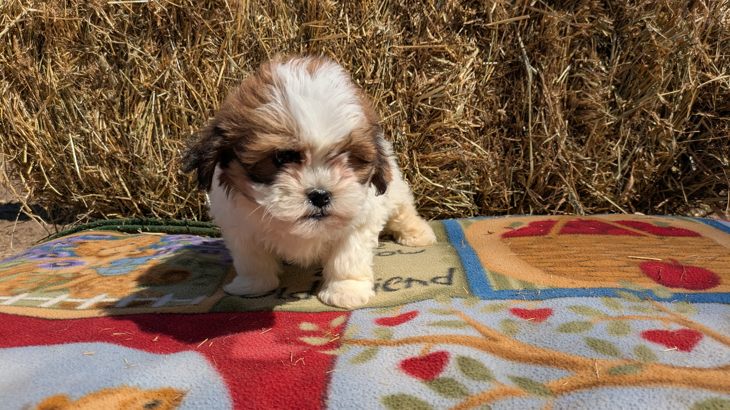 TEDDY BEAR (02/18) FEMALE