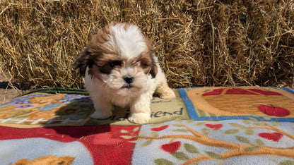 TEDDY BEAR (02/18) FEMALE