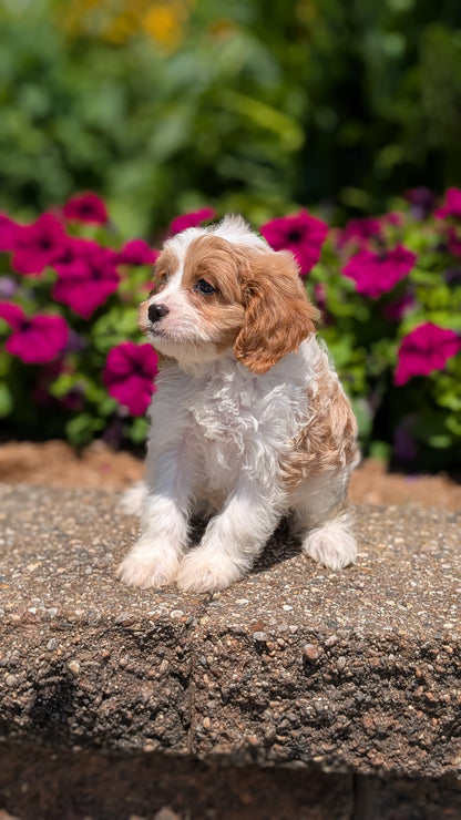 CAVAPOO (MAY 18) FEMALES