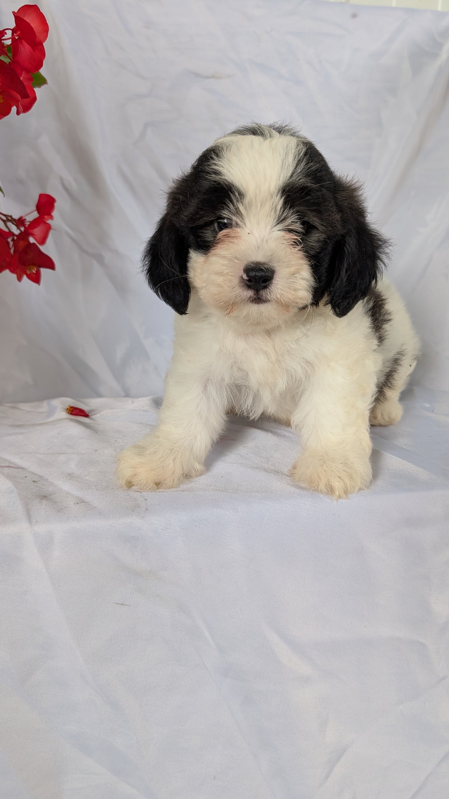 TEDDY BEAR (06/29) MALE