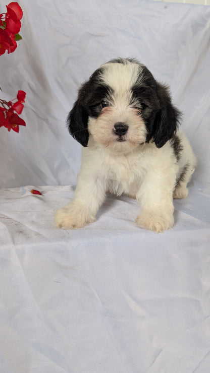 TEDDY BEAR (06/29) MALE