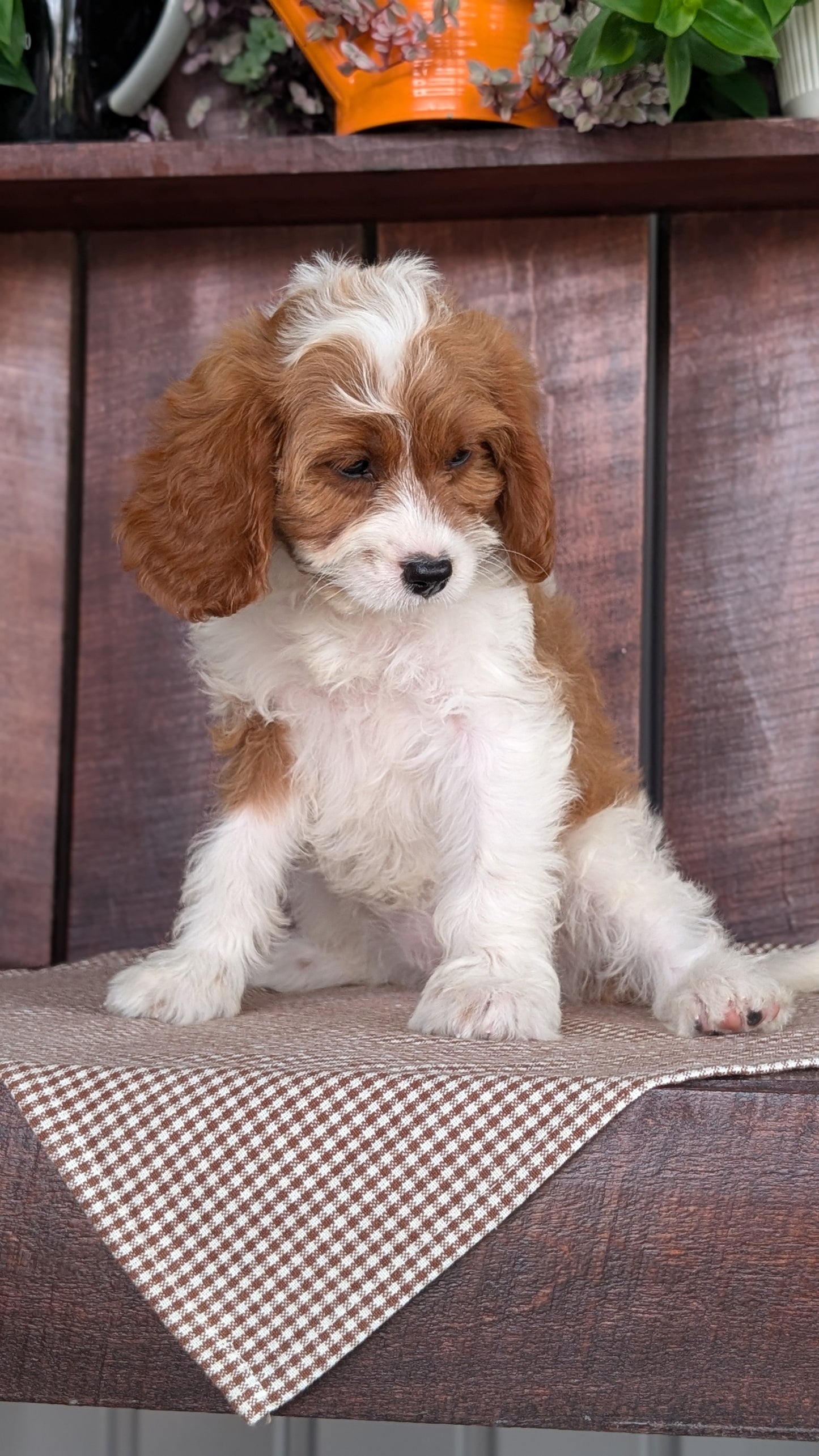 CAVAPOO (MAY 18) FEMALES