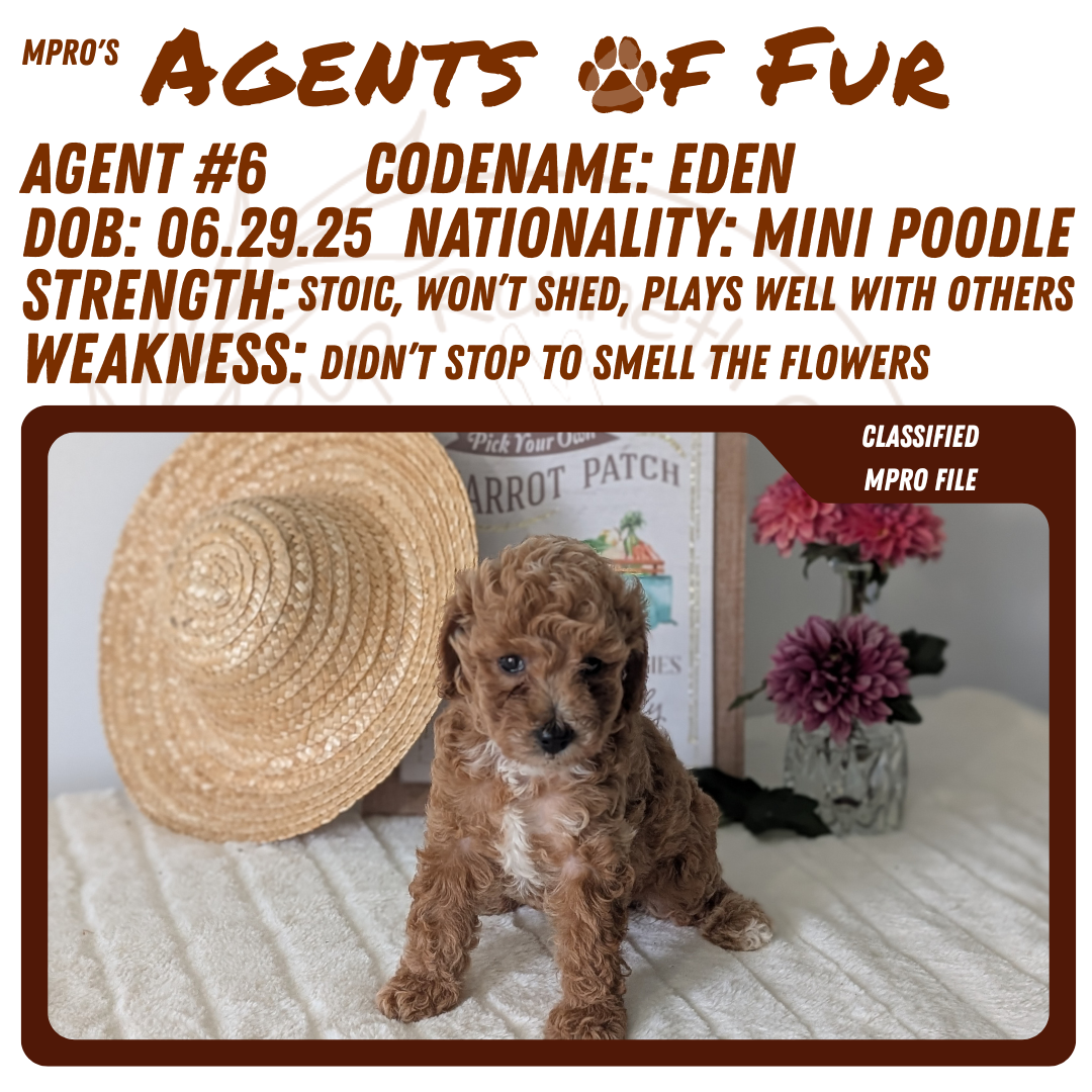 MINI POODLE (06/29) FEMALE