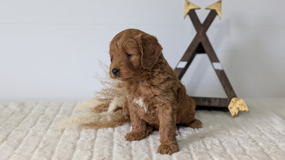 MINI GOLDENDOODLE (03/28) MALE