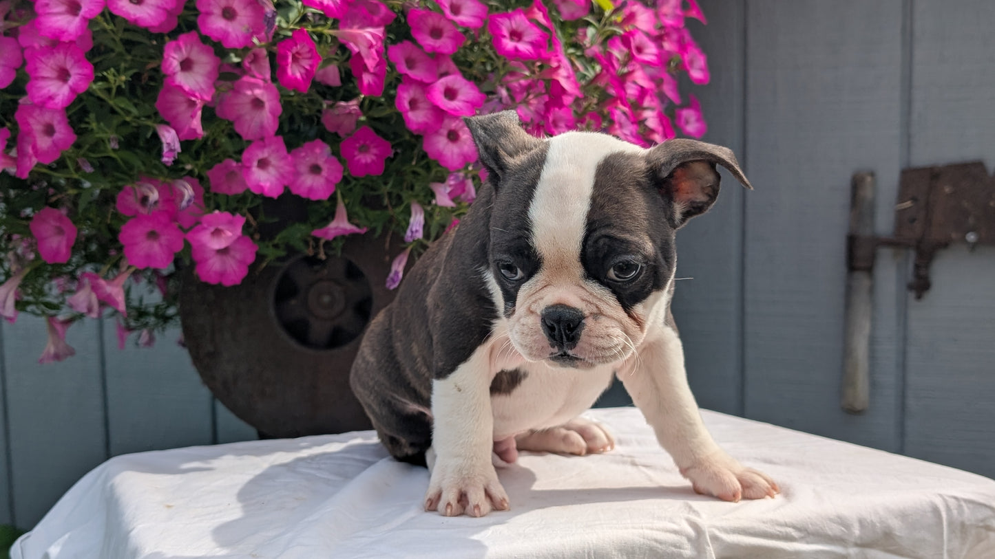 FRENCHTON (06/25) MALE