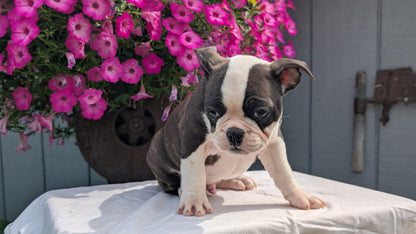 FRENCHTON (06/25) MALE