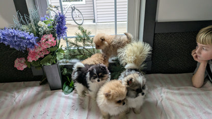 POMERANIAN (11/01) FEMALE