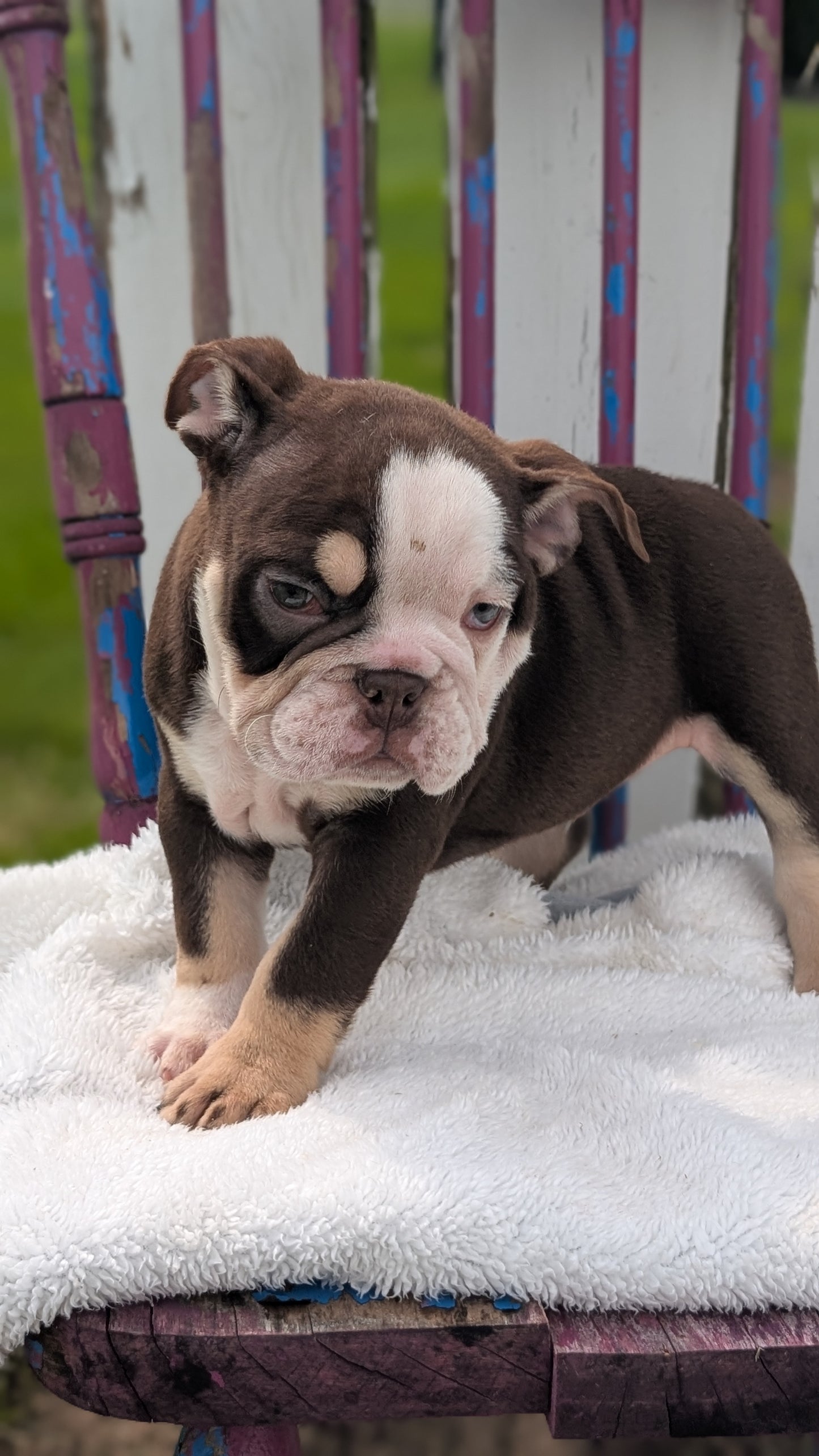 ENGLISH BULLDOG (FEB 09) MALES