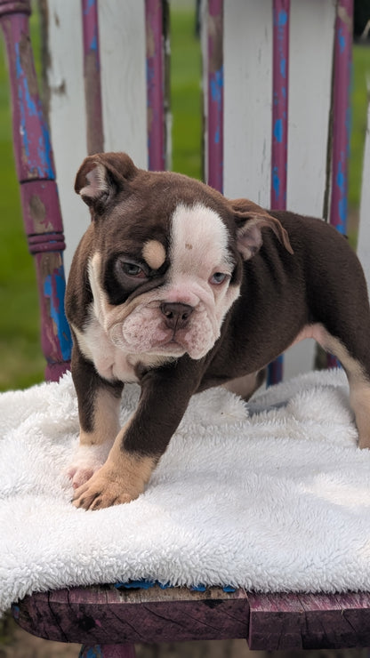 ENGLISH BULLDOG (FEB 09) MALES