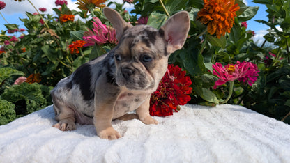 FRENCH BULLDOG (07/08) FEMALE