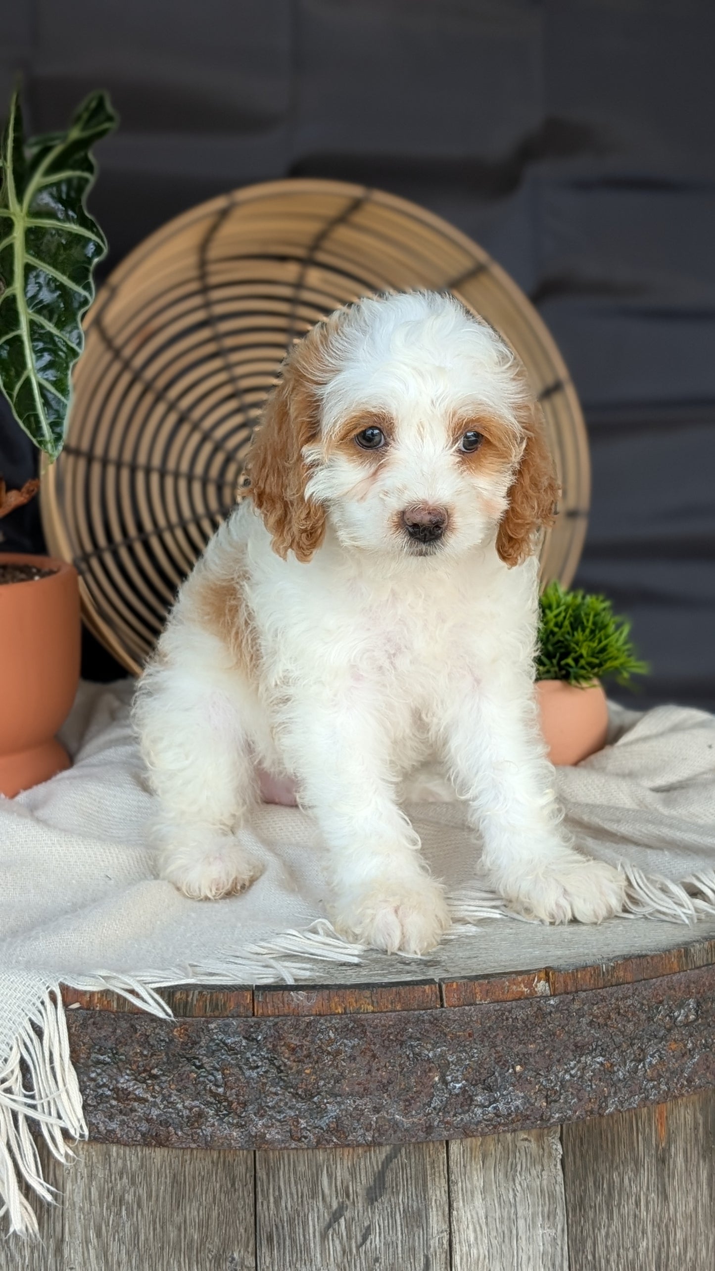 COCKAPOO (MAY 22) FEMALES