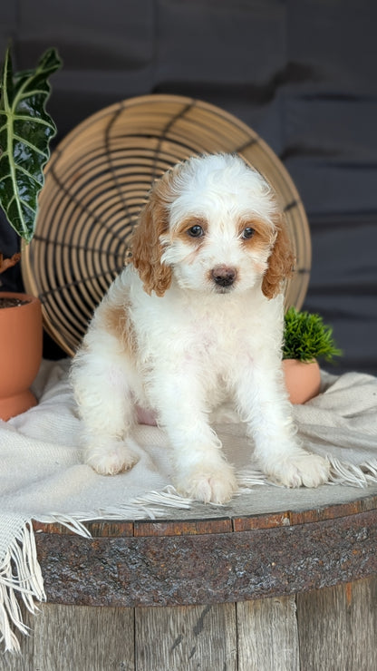 COCKAPOO (MAY 22) FEMALES
