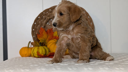 SCHNOODLE (SEP 03) 4 FEMALES/3 MALES