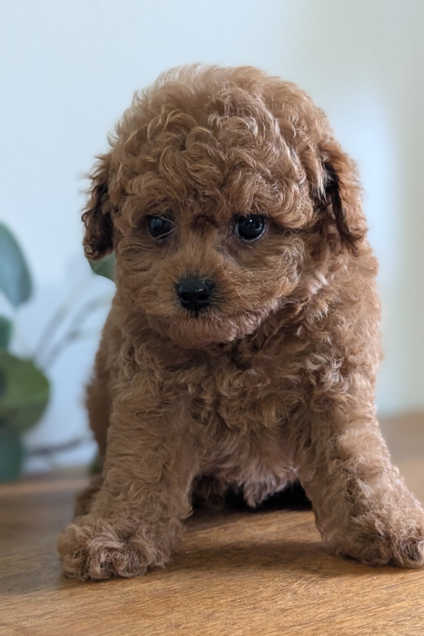 CAVAPOO (JUN 25) MALE
