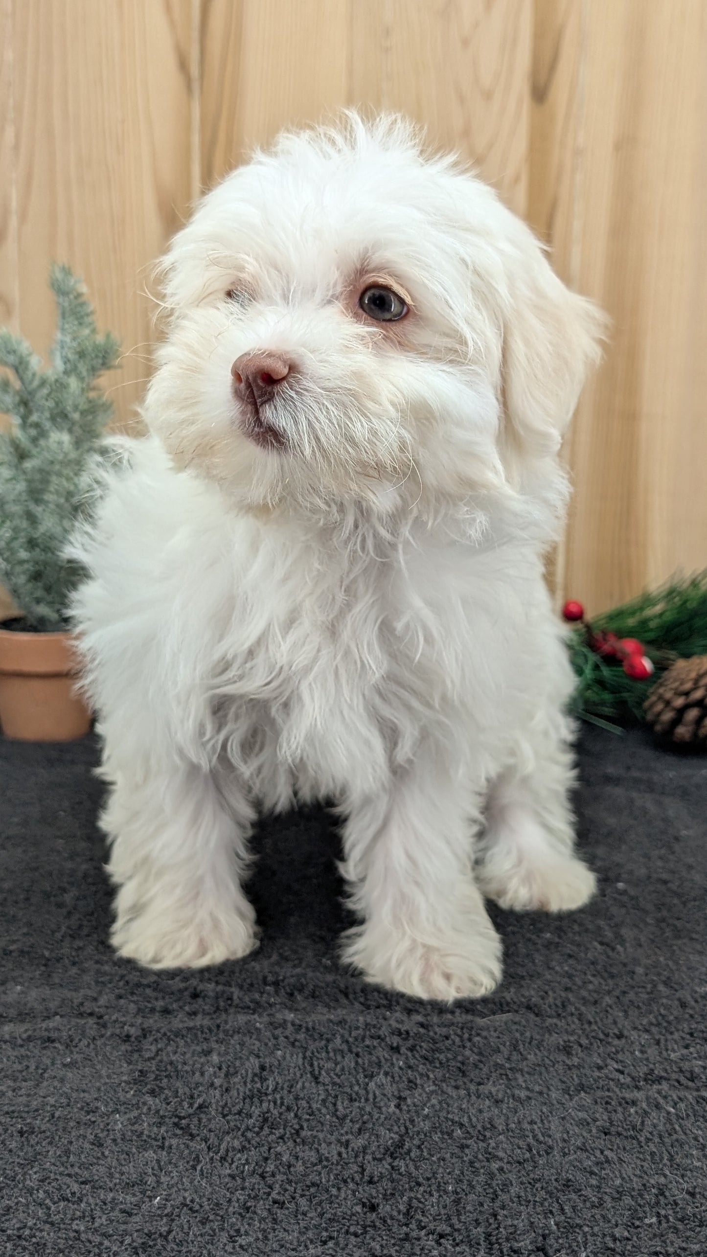 HAVANESE (09/13) FEMALE