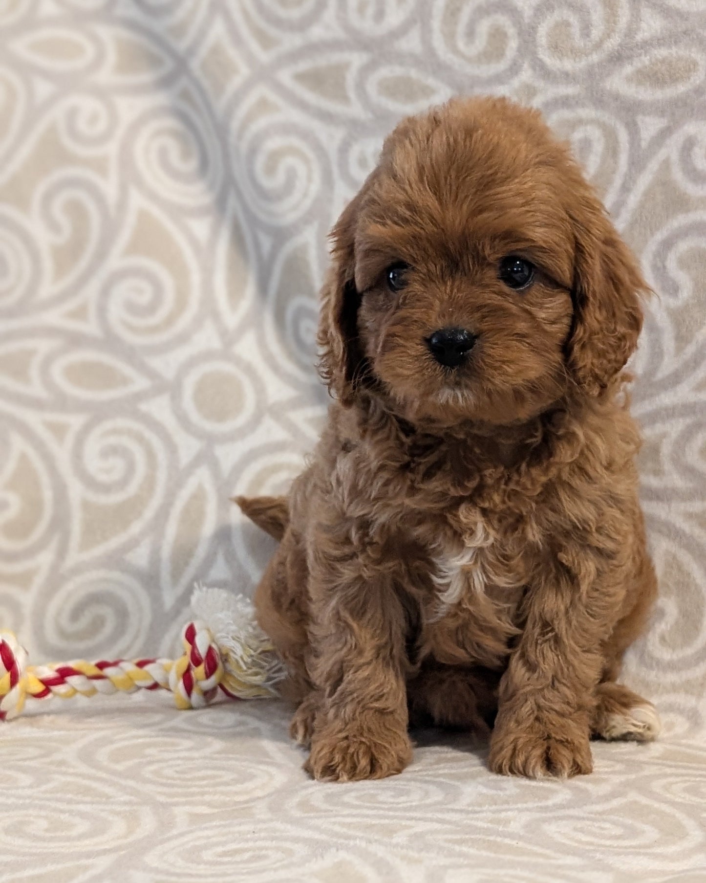CAVAPOO (FEB 24) MALES
