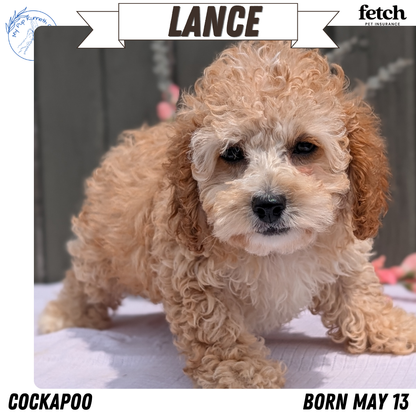 COCKAPOO (MAY 13) MALES