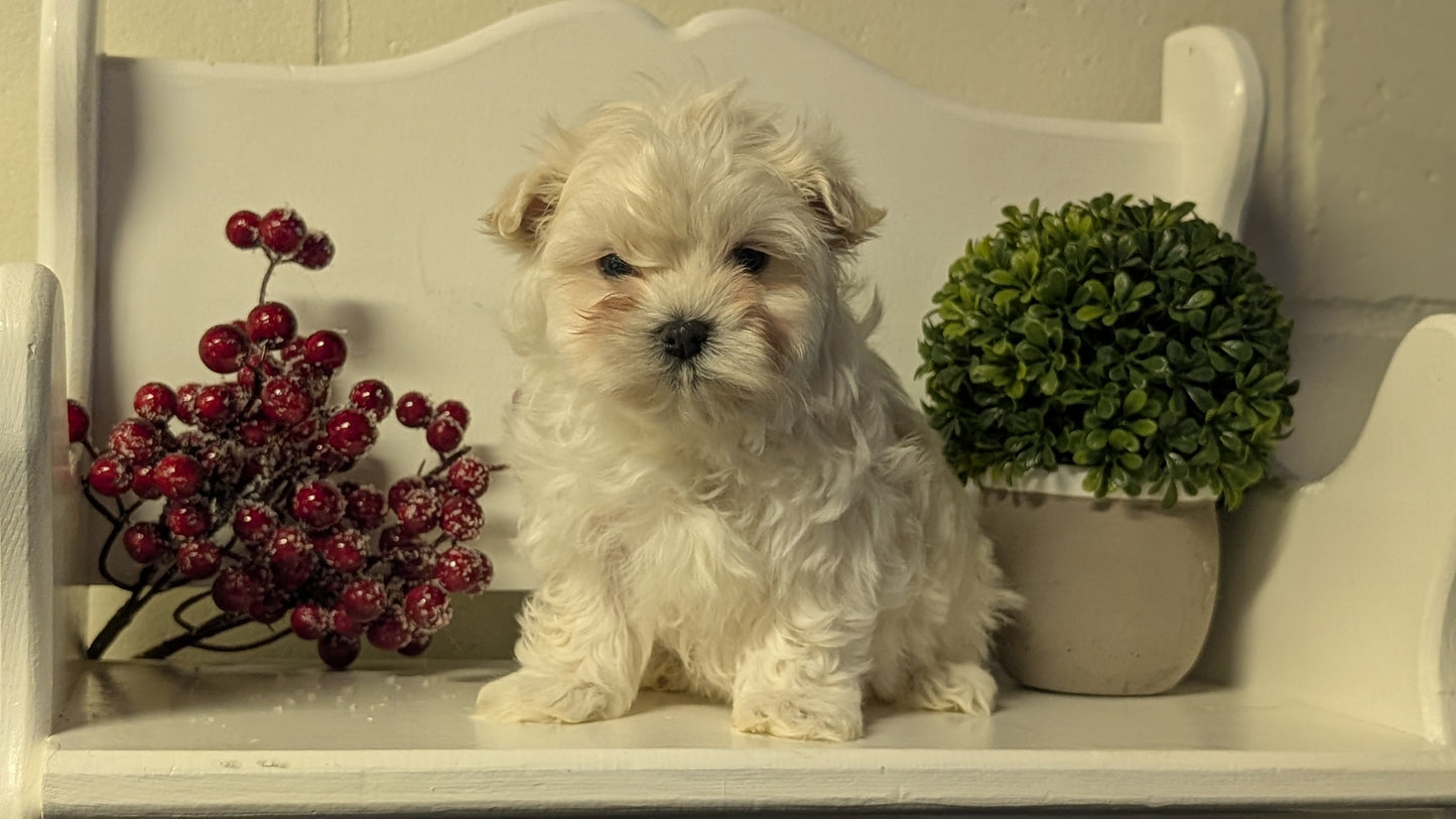 MALTESE (NOV 15) MALES