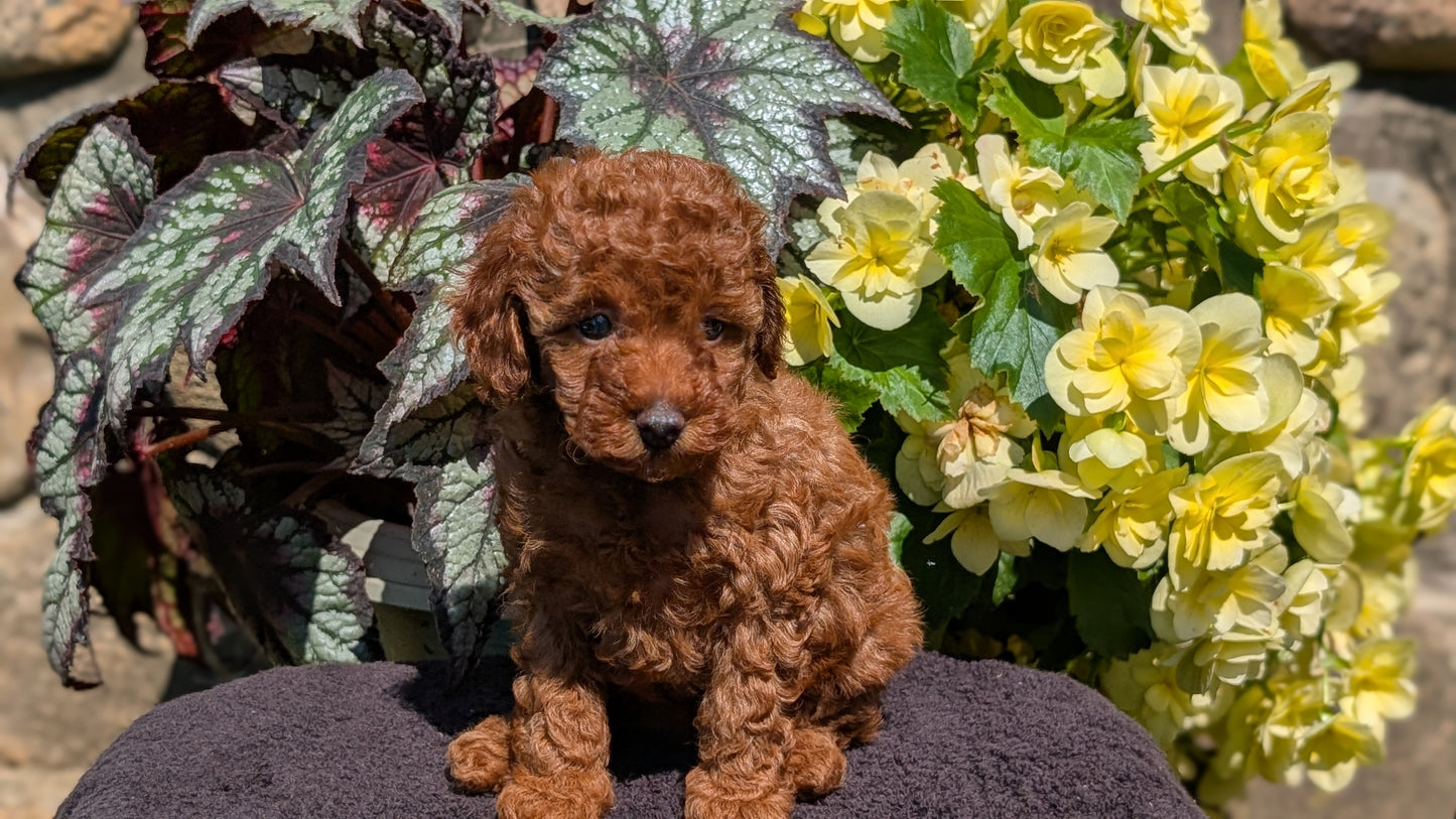 TOY POODLE (JUL 12) 1 FEMALE