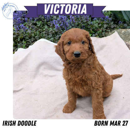 IRISH DOODLE (03/27) FEMALE