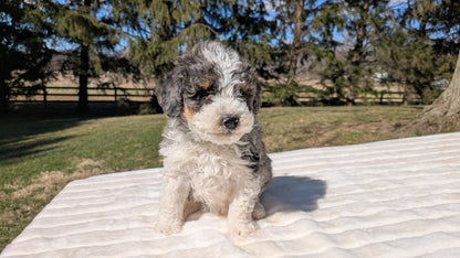 MINI BERNEDOODLE (02/09) MALE