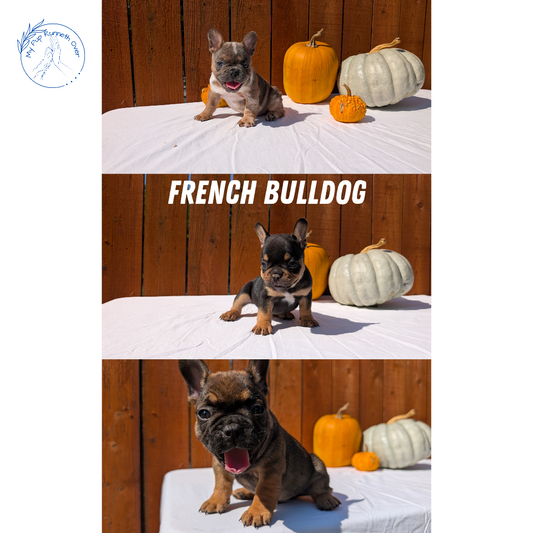 FRENCH BULLDOG (08/12) MALE