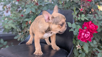 FRENCH BULLDOG (JUN 26) 2 MALES