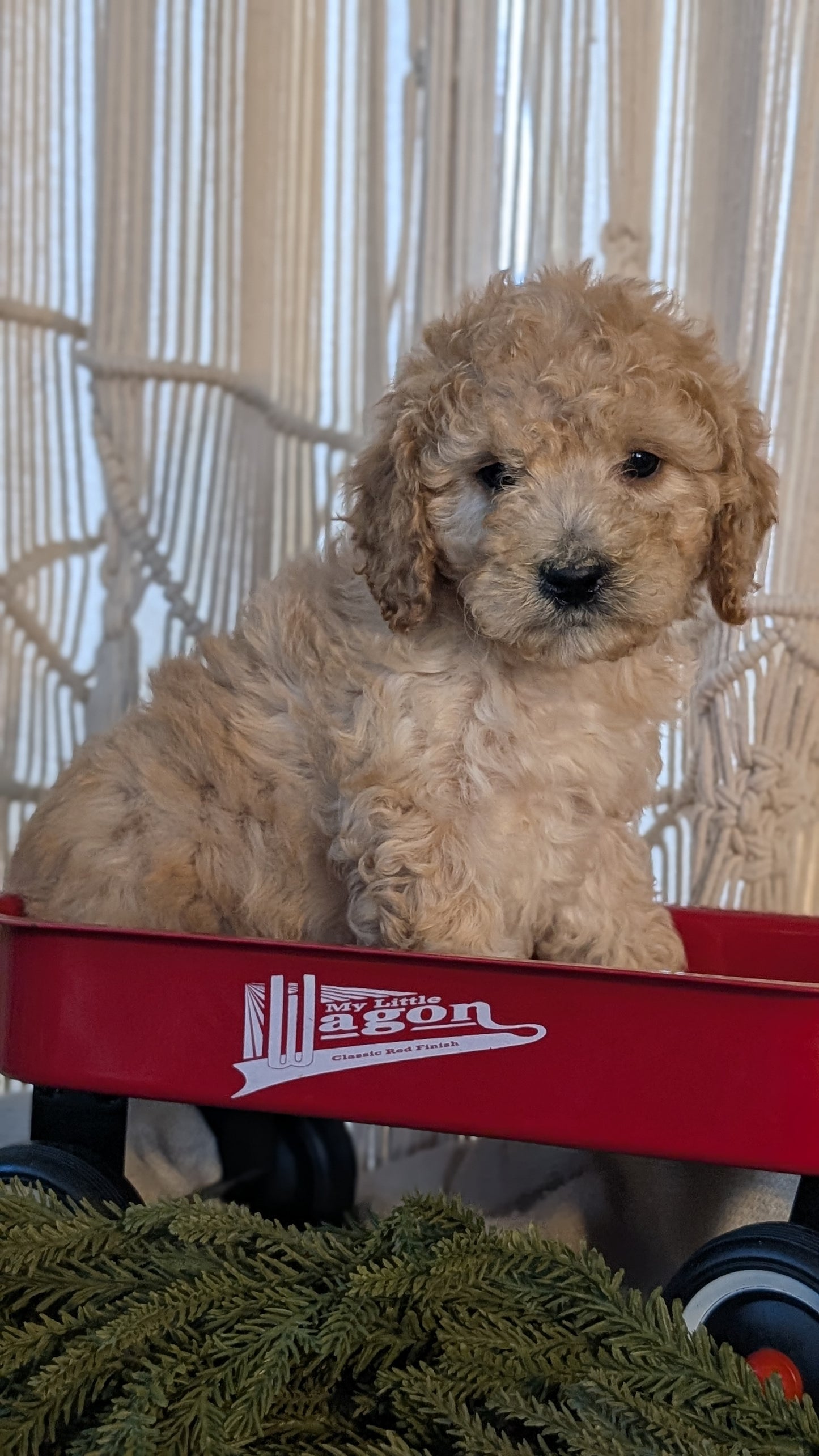 CAVAPOO (NOV 17) FEMALES