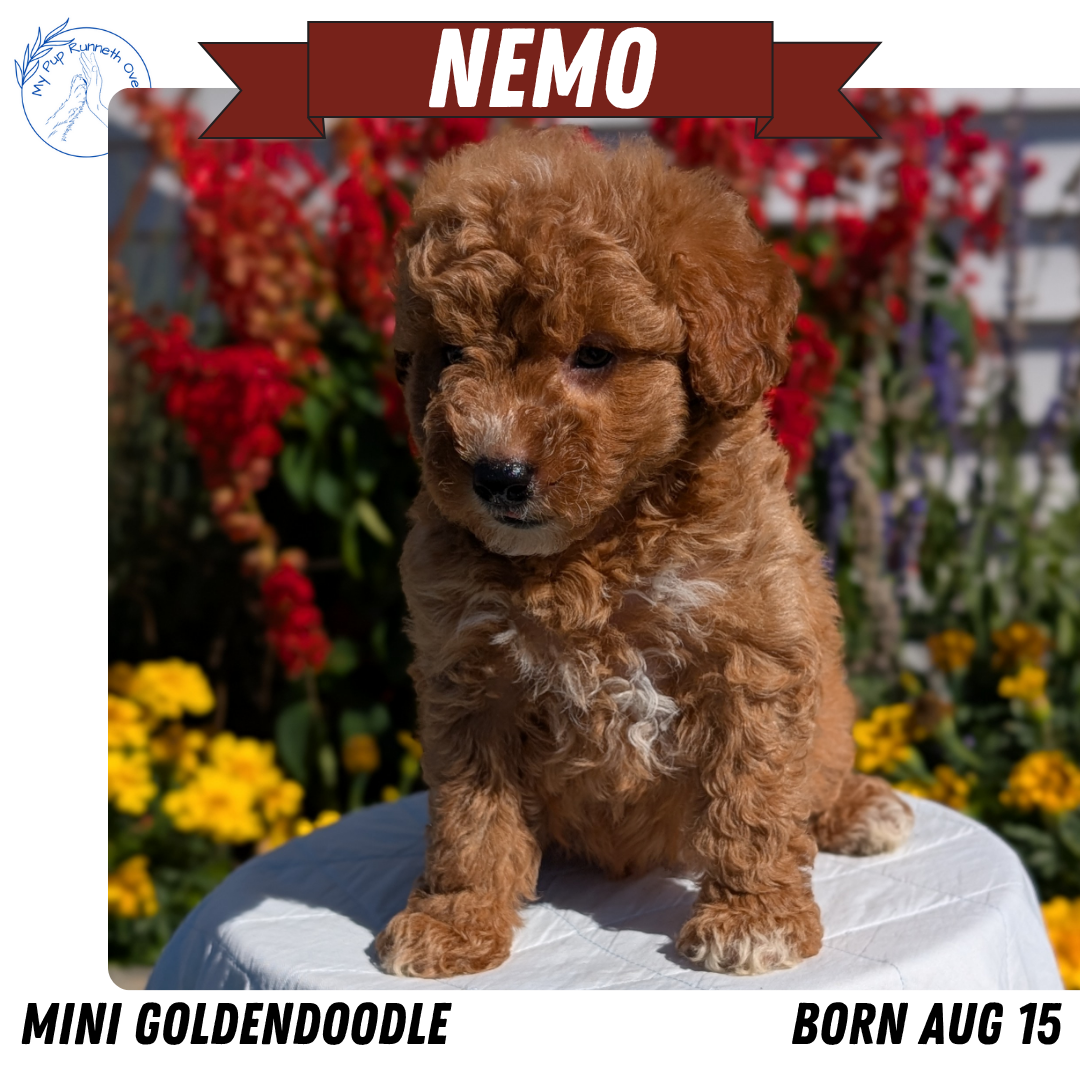 MINI GOLDENDOODLE (08/15) MALE