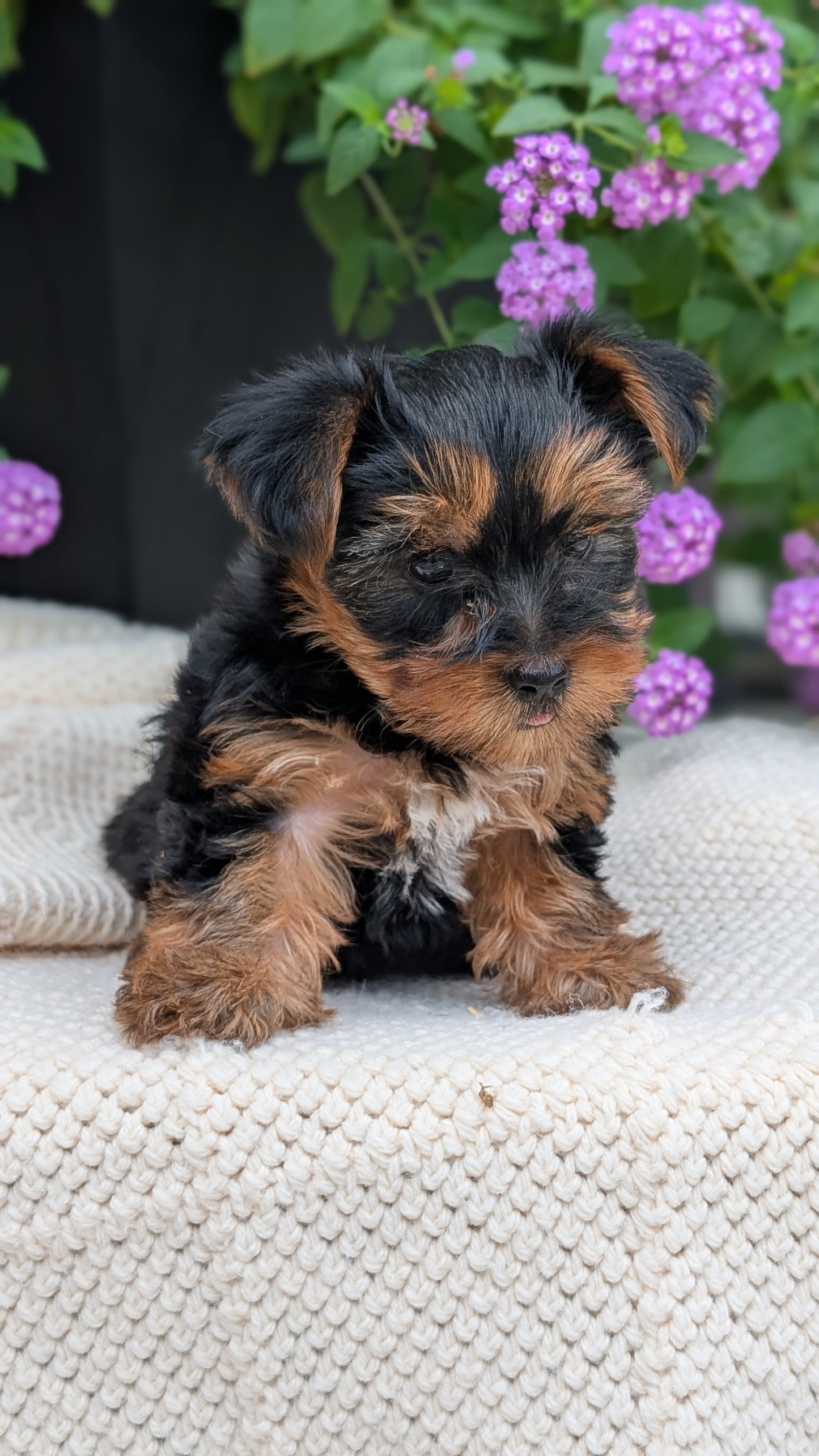 YORKSHIRE TERRIER (JUN 05) MALE