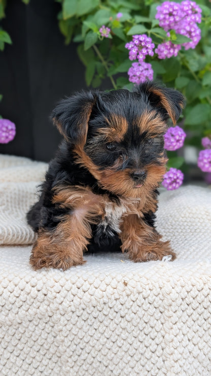 YORKSHIRE TERRIER (JUN 05) MALE