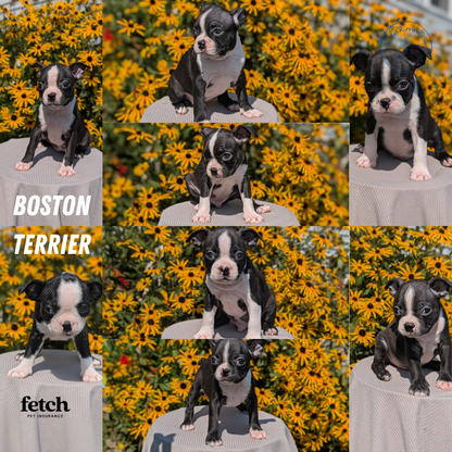 BOSTON TERRIER (JUL 11) 4 FEMALES/4 MALES