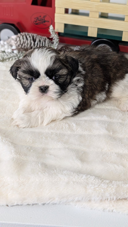 SHIH TZU (DEC 03) MALES