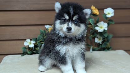 POMSKY (JUL 03) 1 MALE/3 FEMALES