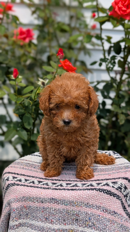 TOY POODLE (05/31) FEMALE