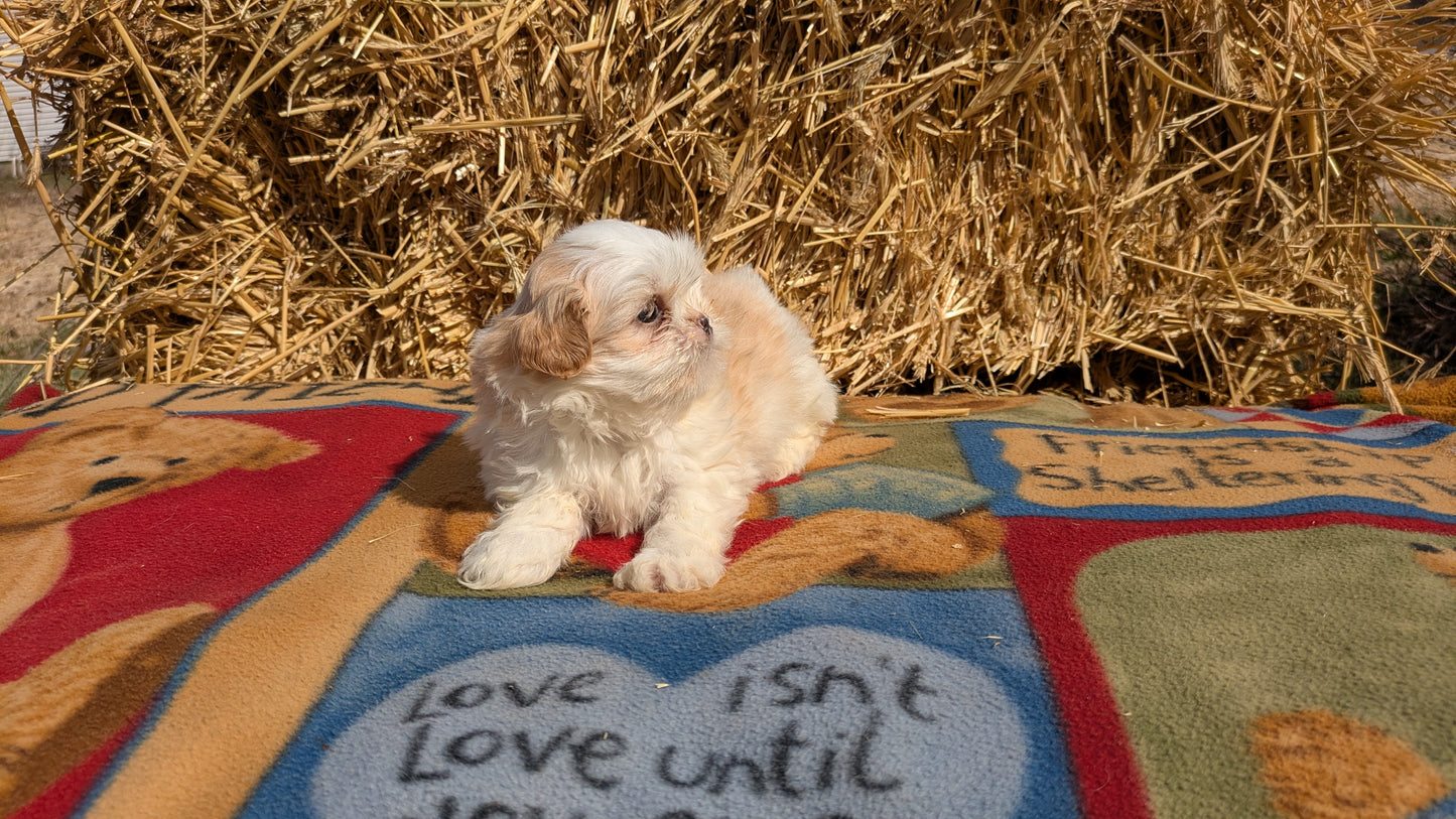 SHIH TZU (02/01) FEMALE