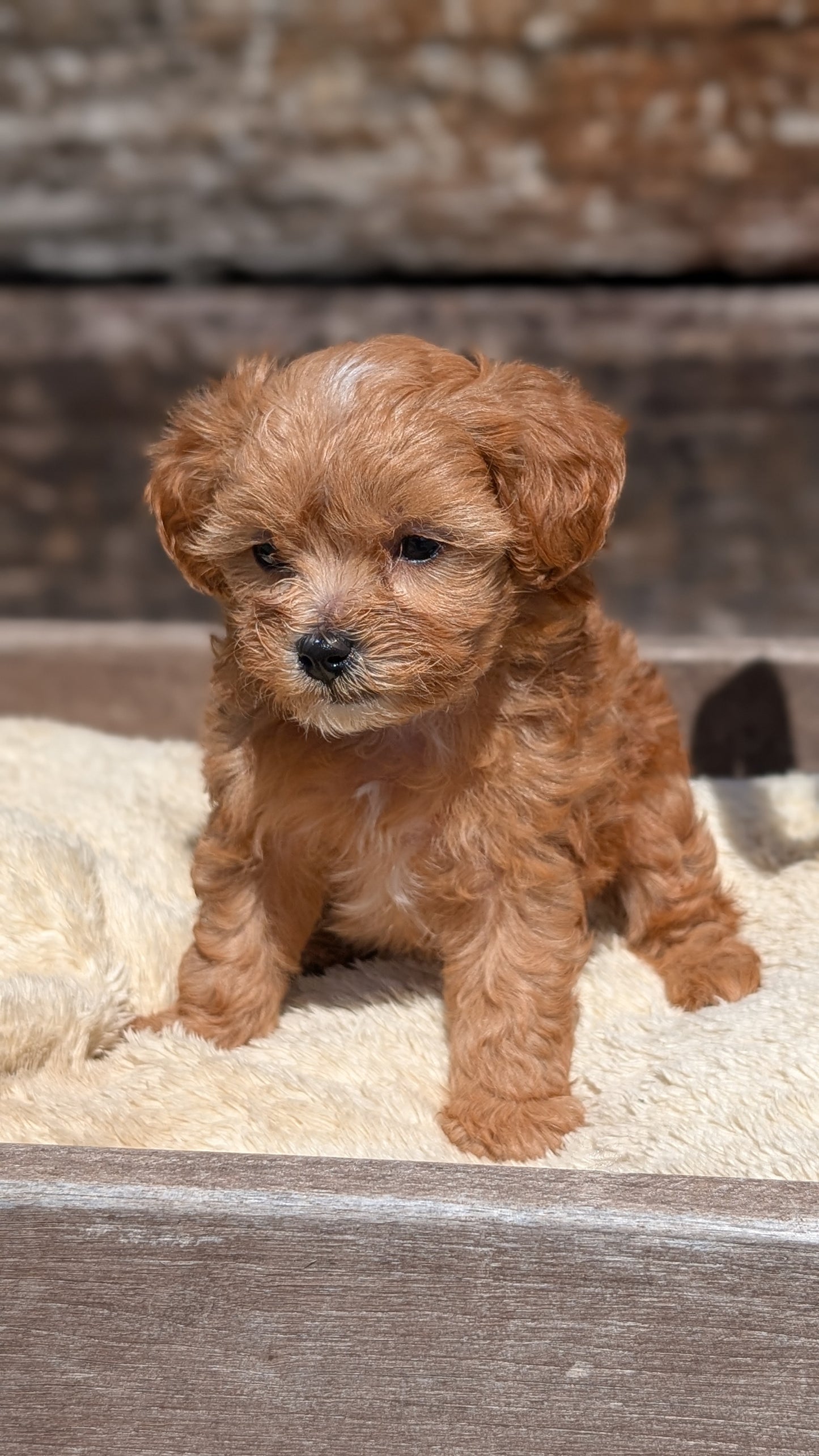 CAVAPOO (MAY 12) MALES