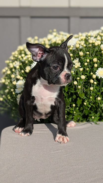 BOSTON TERRIER (JUL 11) 4 FEMALES/4 MALES