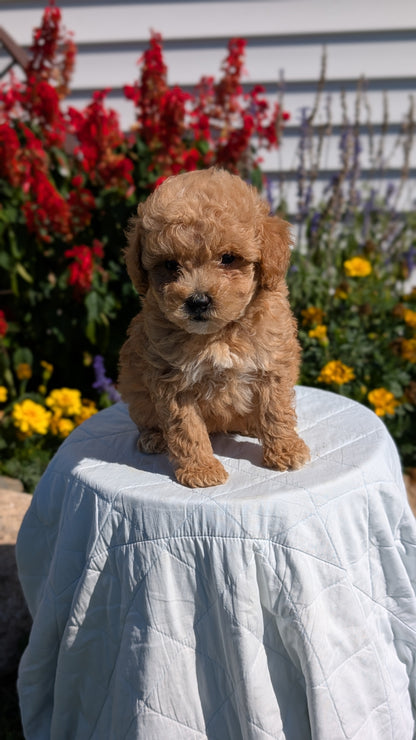 MINI GOLDENDOODLE (08/15) FEMALE