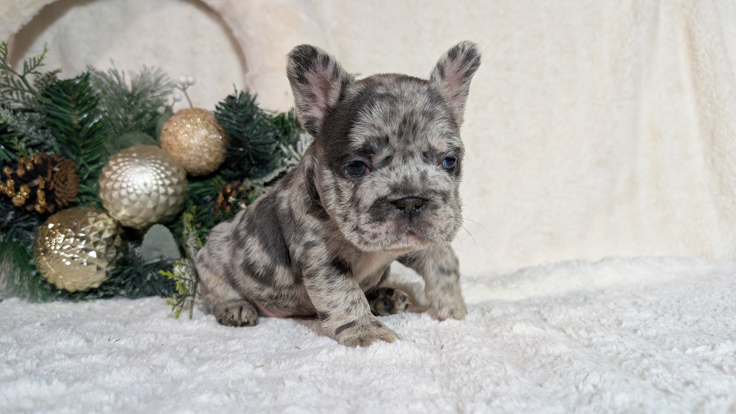 FRENCH BULLDOG (OCT 08) FEMALES