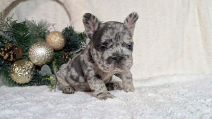 FRENCH BULLDOG (OCT 08) FEMALES