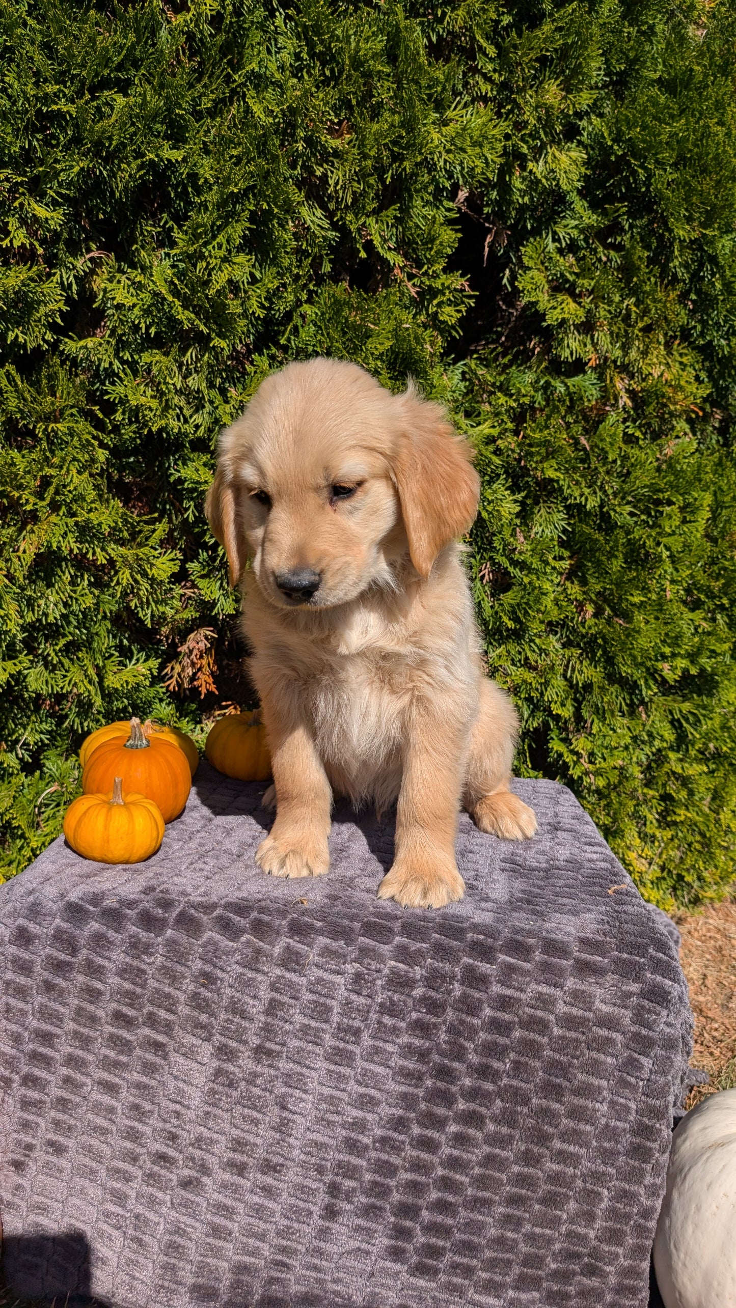 GOLDEN RETRIEVER (08/14) MALE